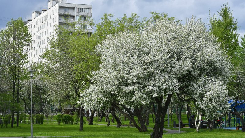 Москвичам пообещали теплый май
